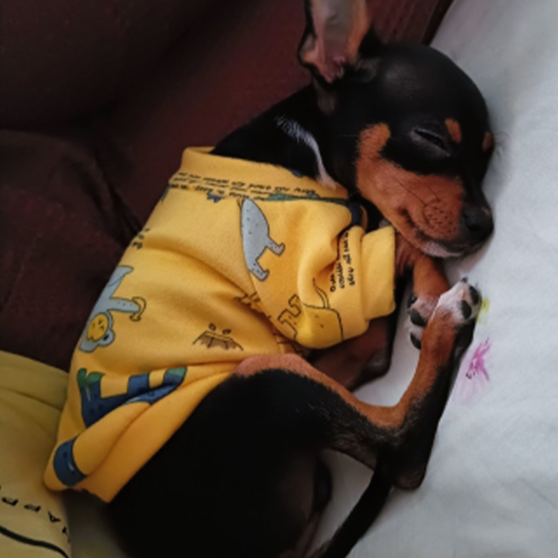 Xs Küçük Köpekler için Köpek G - Winter Clothing For Toddlers incelemesi ve fiyatı